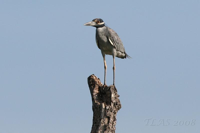 Yellow-crowned Night-Heron.jpg